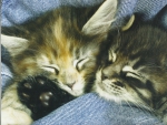 Kittens