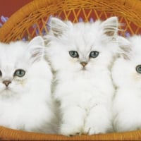 Three kittens