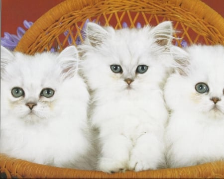 Three kittens - white, paws, kittens, green, basket, cute