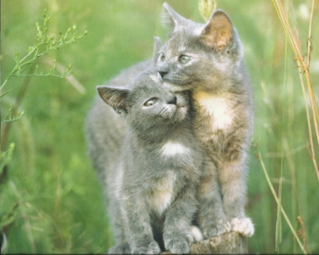 Kittens - paws, kittens, green, cute, grass