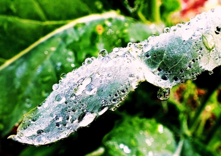 Water pearls. - water, nature, summer, macro, grass