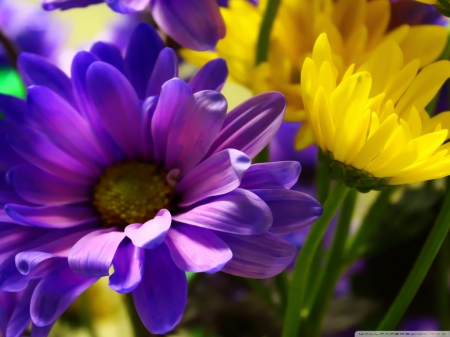 My flowers - beauty, purple, flowers, yellow