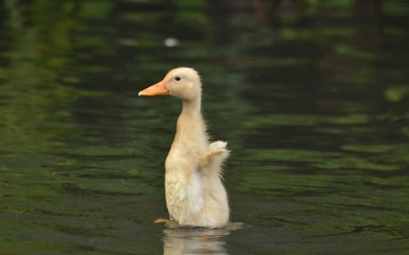 Little Duckling - cute, lake, water, swimming