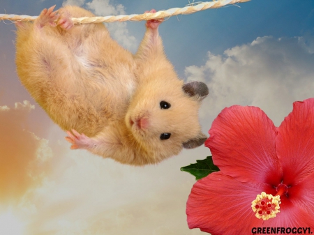 REACHING FOR HIBISCUS FLOWER - flower, hamster, cute, hibiscus