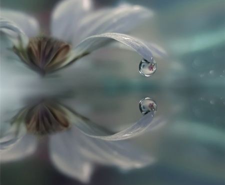 tenderness drop - white, flower, tenderness, reflection, drop