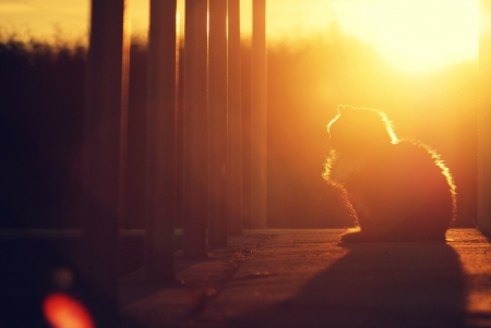 Cat - sleepy, cute, beautiful, cat, sleeping, kitty, cats, hat, cat face, paws, face, animals, pretty, beauty, sweet, kitten, lovely