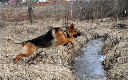 German shepherd - pretty, beautiful, dog face, puppies, lovely, playful dog, sweet, playful, dogs, cute, face, puppy, animals