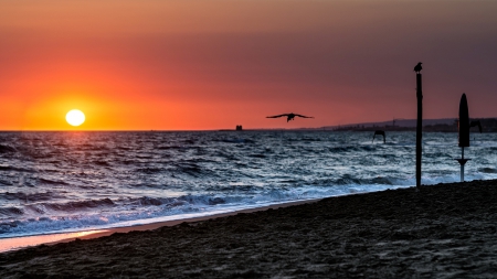 Sunset - beach, water, sunset, bird