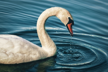 Swan - wings, swan, swim, bird