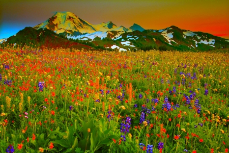 MOUNTAIN BLOSSOMS - blossoms, sunset, nature, field, mountain, sky