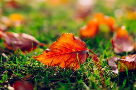 Autumn Leaves - bokeh, autumn colors, grass, leaves, fall, nature, autumn, green, autumn splendor, autumn leaves