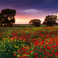 Field of Flowers