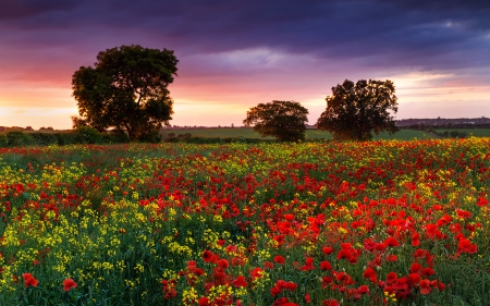 Field of Flowers - clouds, trees, poppy, poppies, splendor, flowers field, landscape, grass, sunset, nature, field, peaceful, sky