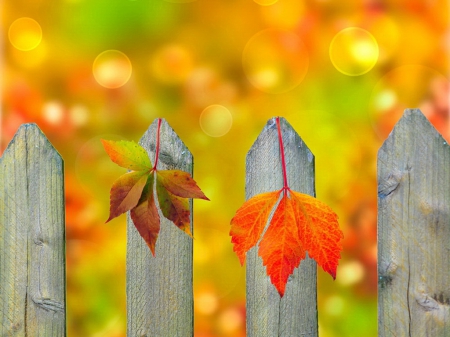 Autumn leaves - pretty, falling, beautiful, colors, lovely, fence, leaves, fall, nature, season, autumn, bubbles, yard, background, nice, foliage