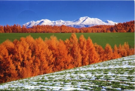 Hokkaido, Japan - trees, autumn, landscape, mountains, leaves