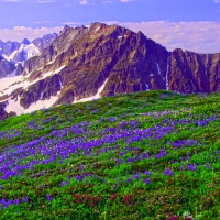 WILD FLOWERS on SAHALE ARM,WA