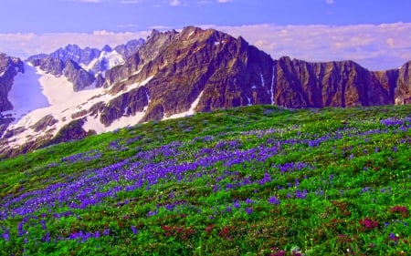 WILD FLOWERS on SAHALE ARM,WA - park, mountains, flowers, wild