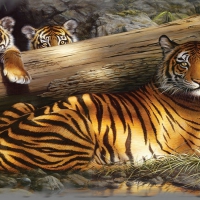 Tiger Family