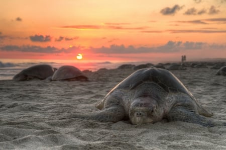 Turtles At Sunset! - turtle, animal, sunset, nature