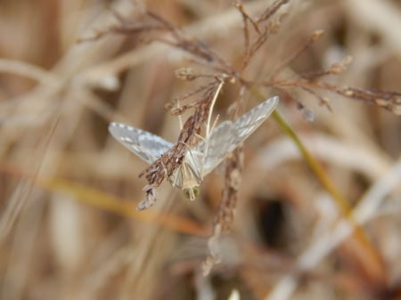 Small Moth Macro - macro, moth, photography, eyes, funny, small