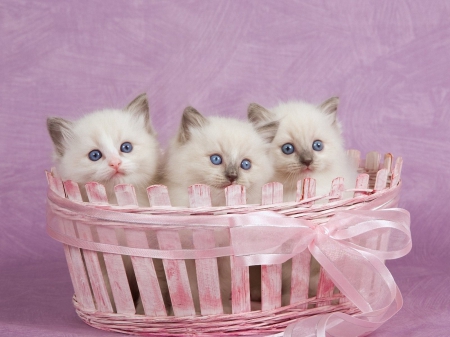 Three honeys for Carmenâ™¥â™¥â™¥ - animals, soft, basket, lovely, kitten, three, pink, cats, sweet, ribbon