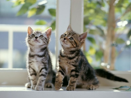 ♥Lovely kittens♥ - bright, two, cats, sunshine, adorable, animals