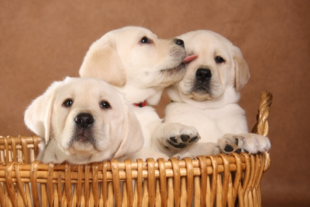 Adorable Brotherhood♥♥♥ - brotherhood, adorable, puppies, labrador