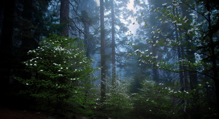 SEQUOIA NATIONAL PARK - dogwoods, california, landscape, trees, dawning, flowers