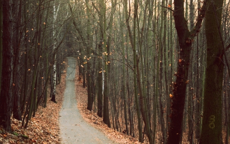 *** Autumn *** - trees, nature, road, autumn