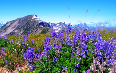 MOUNTAIN GLORY - mountains, field, blossoms, natuire