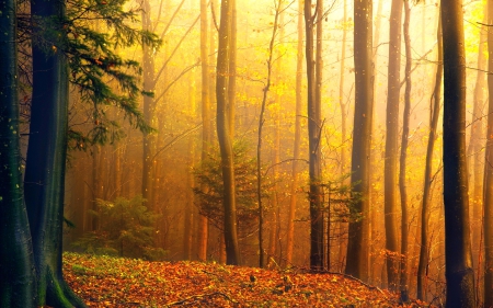 Beautiful Forest - nature, autumn, trees, forest, beautiful