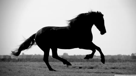 Gallop - black horse, horse, wallpaper, animals, wild, nature, hd