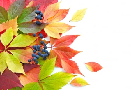 Autumn leaves - nice, season, autumn, falling, colorful, lovely, berries, foliage, nature, fall, pretty, beautiful, leaves