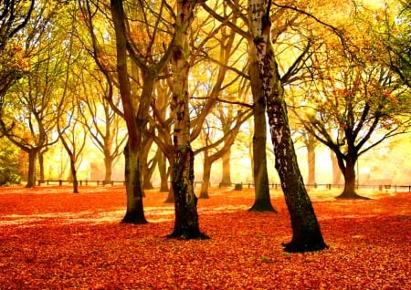 Autumn park - falling, trees, carpet, sunny, beautiful, forest, lovely, fall, nature, season, rays, autumn, red, nice, foliage, park