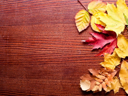 Autumn background - nice, autumn, falling, background, colorful, lovely, foliage, nature, fall, beautiful, leaves, colors