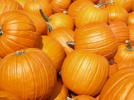 pumpkin patch - fall, autumn, pumpkin, patch