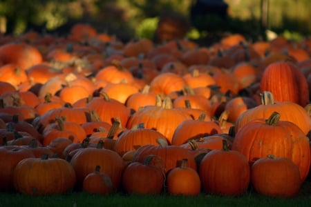 halloween - patch, halloween, orange, pumpkins