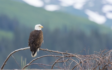 Bald Eagle - tree, resting, landscape, raptor