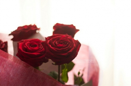 With L♥ve - roses, passion, special, romance, red roses, red passion, love, day