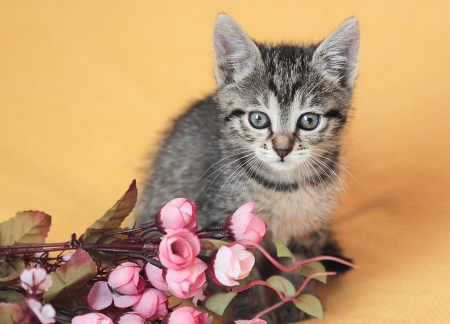 Cat - sleepy, cute, beautiful, cat, sleeping, kitty, cats, hat, cat face, paws, face, animals, pretty, beauty, sweet, kitten, lovely