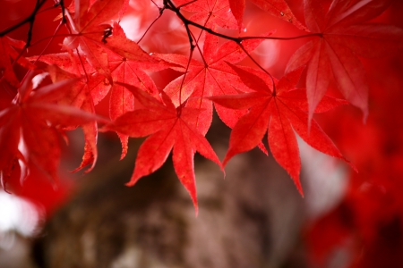 MAPLE FRAME - leaves, nature, autumn, maple