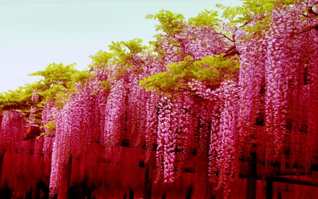 PINK WISTERIA - flowers, wisteria, blossoms, japan