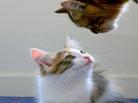 LOVE at FIRST SIGHT! - cats, duo, adorable, attraction