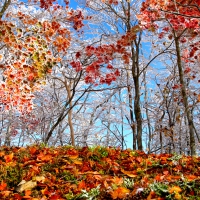 FALL FOREST