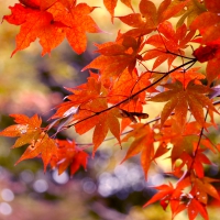 AUTUMN LEAVES