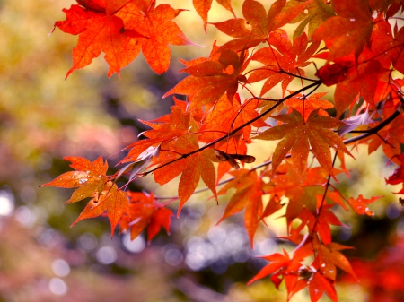 AUTUMN LEAVES - branch, forest, leaves, autumn