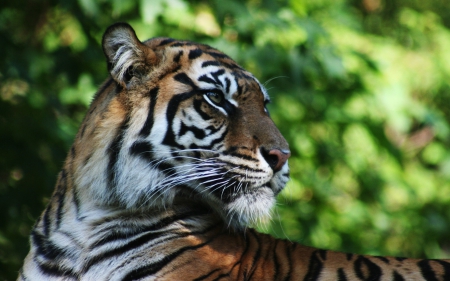 Siberian Tiger - siberian tiger, nature, beautiful, cats, tiger, animals