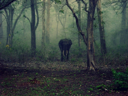 Elephant in Forest!