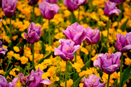 SPRING BLOSSOMS - flowers, field, pink, nature