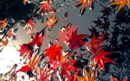 AUTUMN FLOAT - fall, puddles, autumn, rain, autumn leaves, maple, leaves